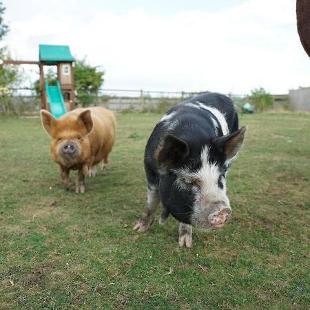 The Piggery Pod Hotel Sittingbourne Bagian luar foto