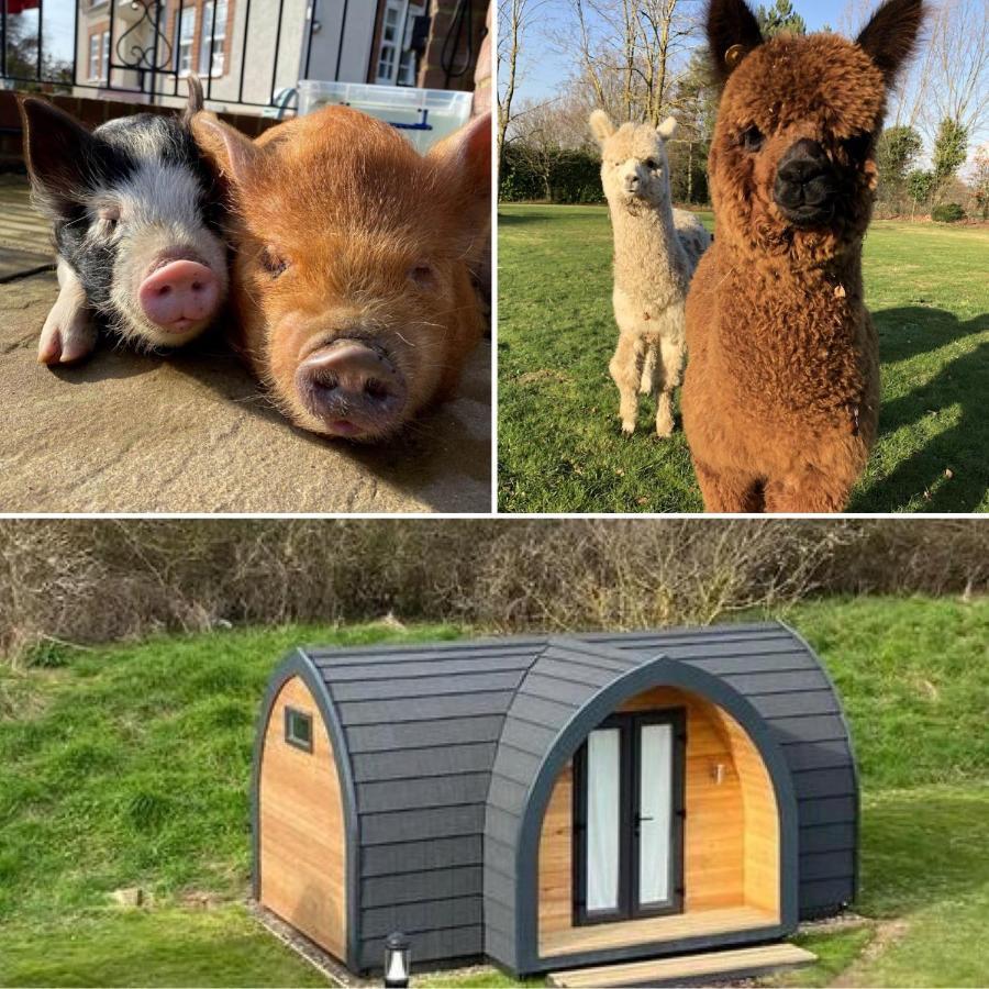 The Piggery Pod Hotel Sittingbourne Bagian luar foto